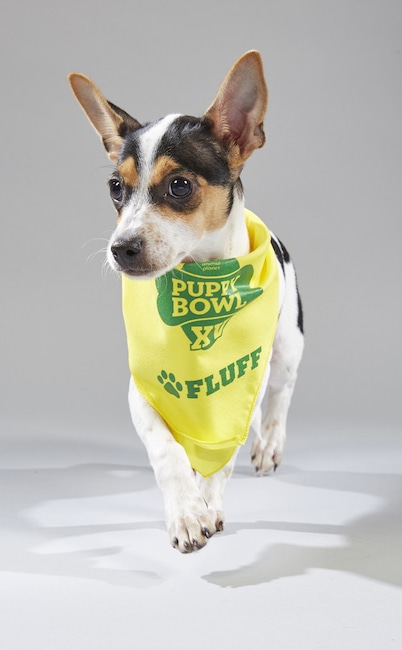 Puppy Bowl XV